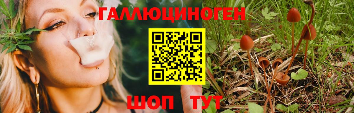 Куйбышев  Псилоцибиновые грибы Psilocybe  Вход с VPN 